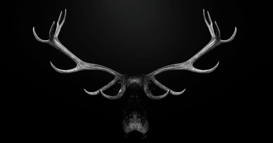 Black Stag Tannery, Levin, New Zealand