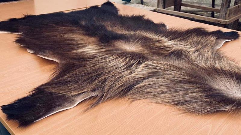 Black Stag Tannery, Levin, the only place for Tahr tanning in the north Island